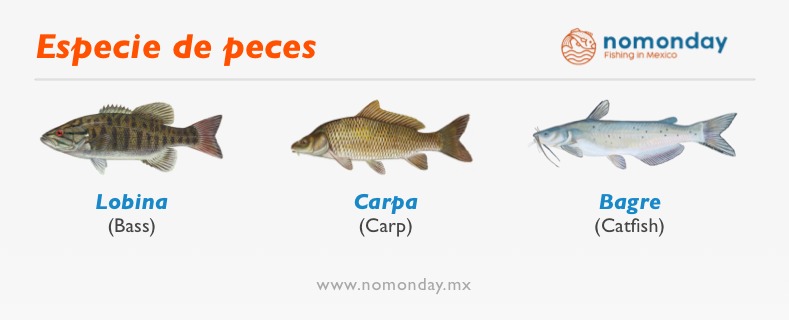 Images of bass, catfish and tilapia. fish that are fished in different lakes of Mexico. nomonday fishing in mexico.