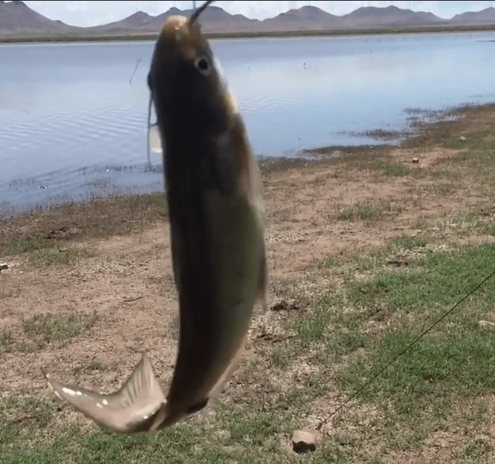 Pesca de Orilla Captura de Bagre en Laguna Fierro en Casas Grandes Chihuahua Mexico
