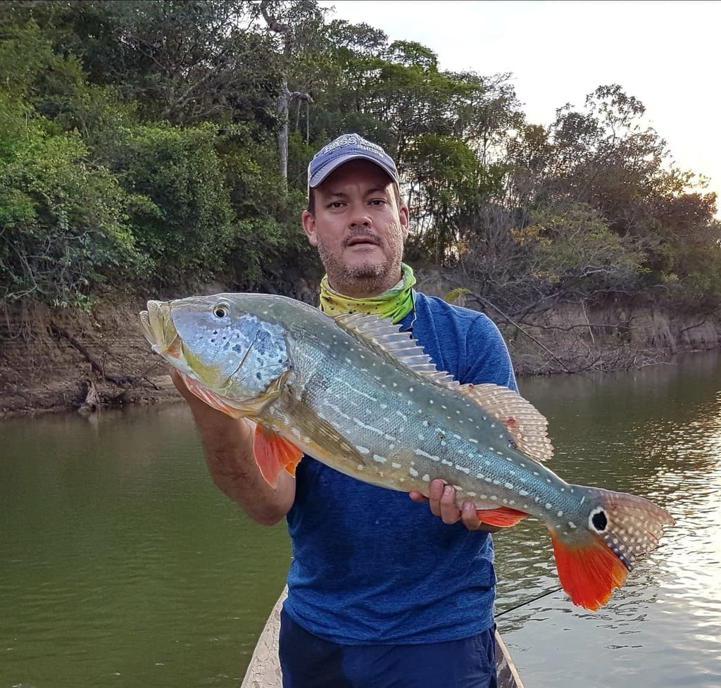 Angler with big Peacock Trout at Caño Gavilan Colombia