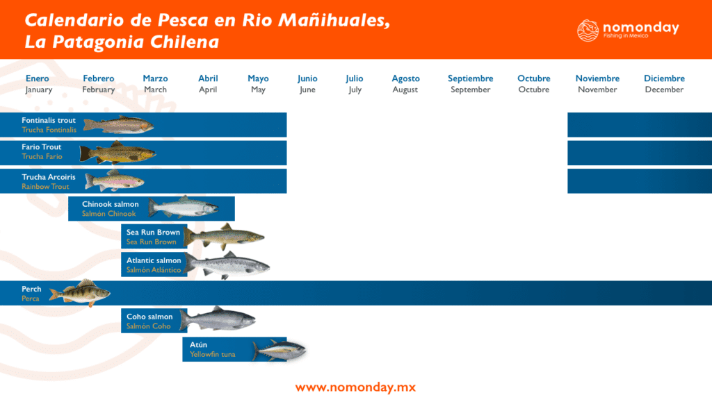Calendario de pesca deportiva con mosca en Rio Mañihuales, la patagonia Chile en donde puedes capturar: Trucha, Salmon, Perca, y atun