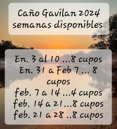 Caño Gavilán River season