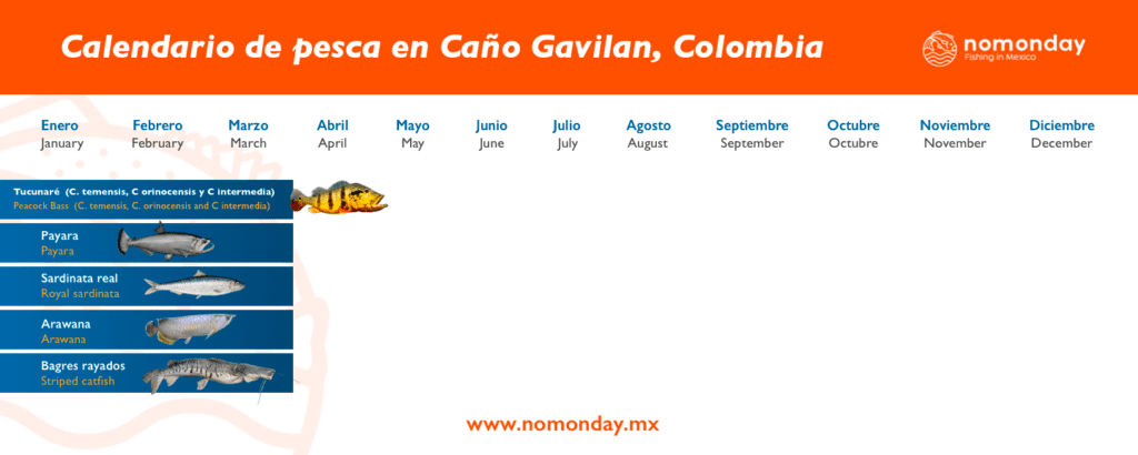 Calendario de pesca deportivoa de rio Caño Gavilan en Colombia. se utiliza la tecnica de pesca con mosca y spinnig puedes pescar: Tucunare, Payara, Sardinita Real, Arawaba, Bagres Rayados