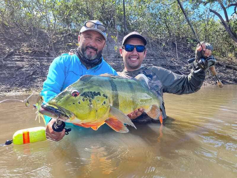 Angler with amazing peacock bass catch at Cano Gavilan Vichada Colombia