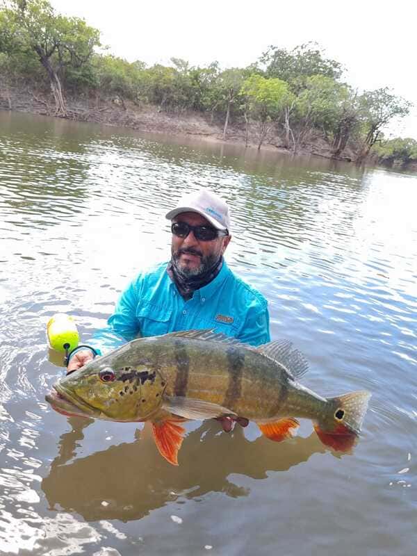 Grandiosos tucunares en pesca con mosca en Cano Gavilan Vichada Colombia