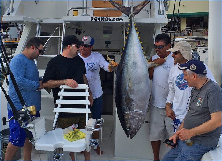 yellowfin tuna catch at cabo san lucas baja sur
