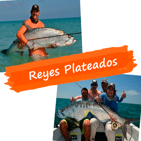 Reyes Plateados HOLBOX (1)