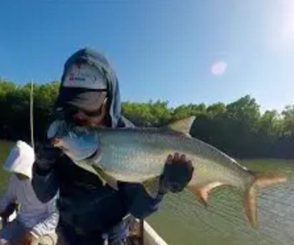 Angler kissing his beautiful Juvenile Tarpon catch before releasing it at Tarpon Island Isla Sabalo